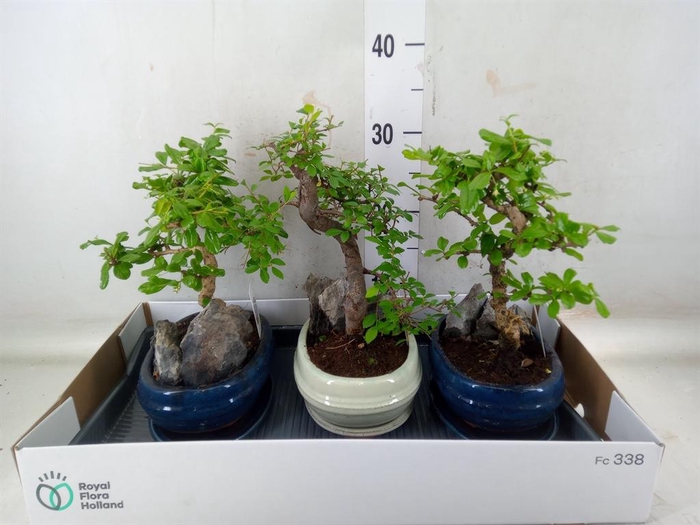 <h4>Bonsai   ...mix</h4>