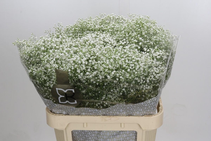 Gyps Zinzi Discovery