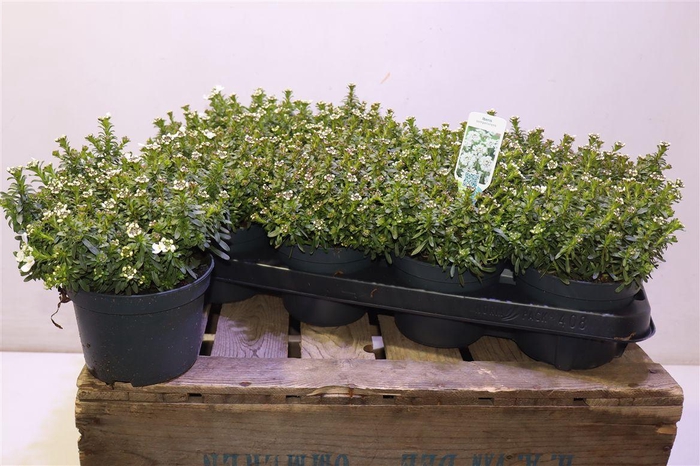 <h4>Iber Sempervirens</h4>