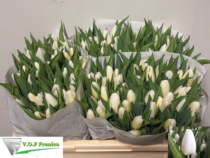 <h4>TU EN WHITE PRINCE</h4>