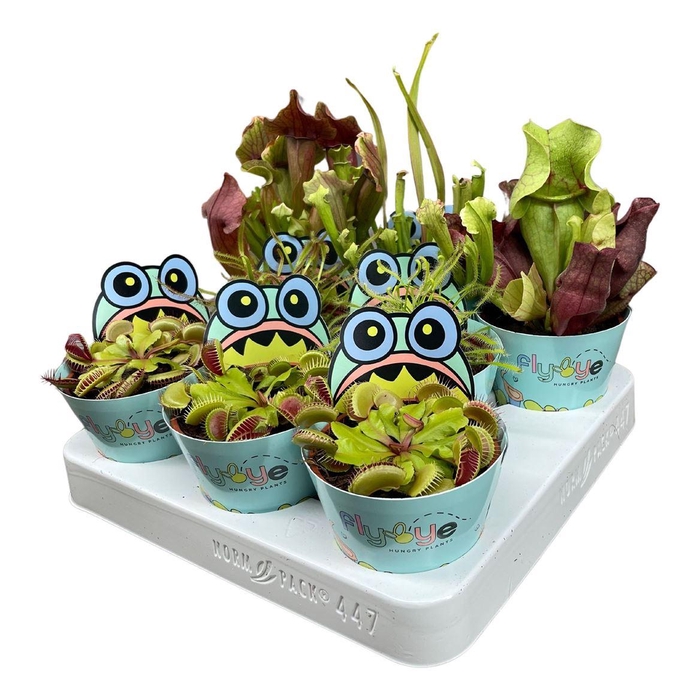 <h4>Vleesetende Planten Gemengd Potcover Flybye</h4>