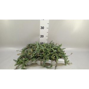 Crassula   ...