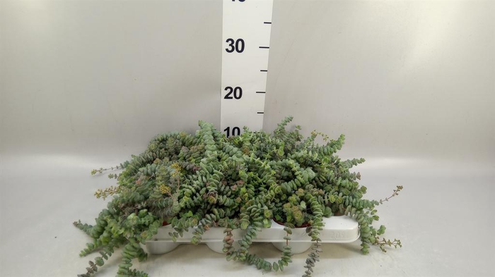 <h4>Crassula   ...</h4>