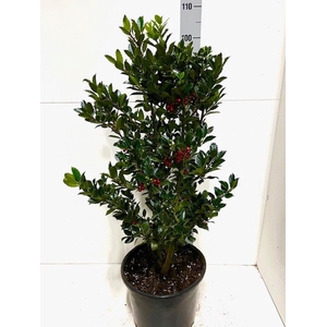 ILEX MES HECKENFEE