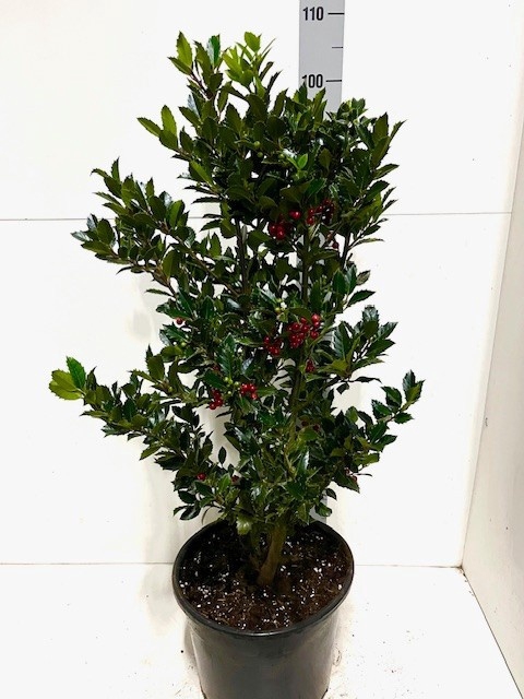 <h4>ILEX MES HECKENFEE</h4>