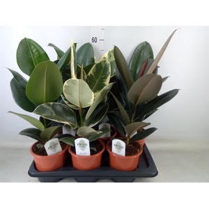 Ficus elastica   ...mix 3