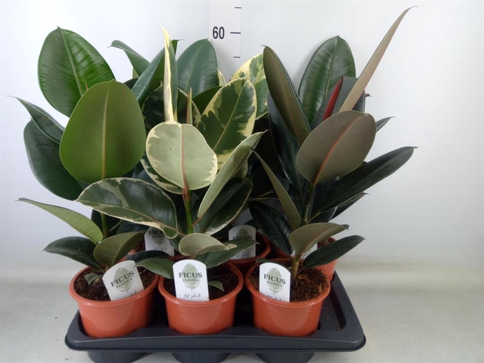 <h4>Ficus elastica   ...mix 3</h4>