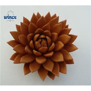 Echeveria Agavoides Paint Orange Pumpkin Cutfl