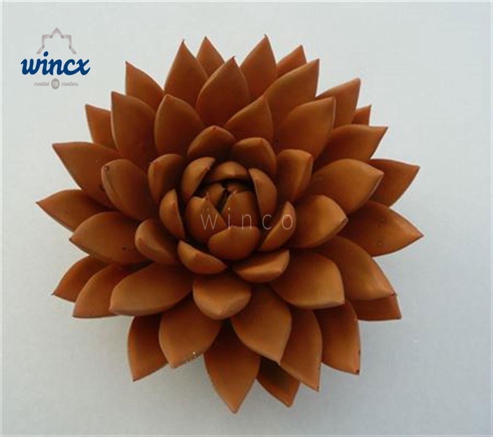 Echeveria Agavoides Paint Orange Pumpkin Cutfl