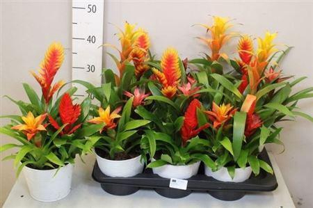 <h4>Guzm Gem In Zink Arrangement</h4>