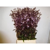 Penstemon Overig