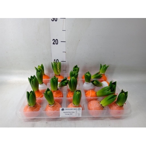 Hyacinthus orie.   ...waxed L%
