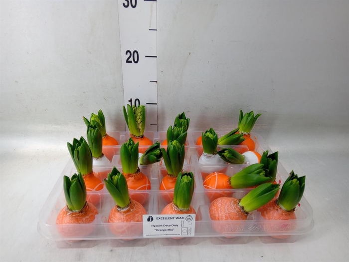 <h4>Hyacinthus orie.   ...waxed L%</h4>