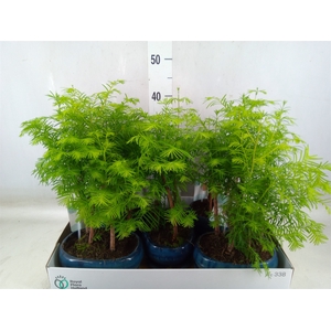 Bonsai   ...