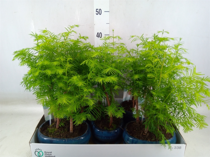 <h4>Bonsai   ...</h4>