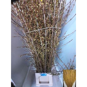 Forsythia I Spectabilis