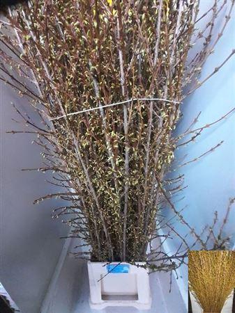 <h4>Forsythia Stems</h4>