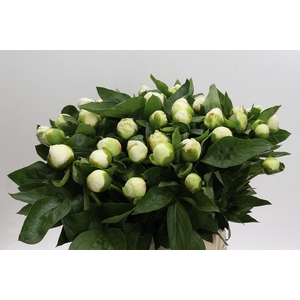 Paeonia Lact. Bridal  Shower