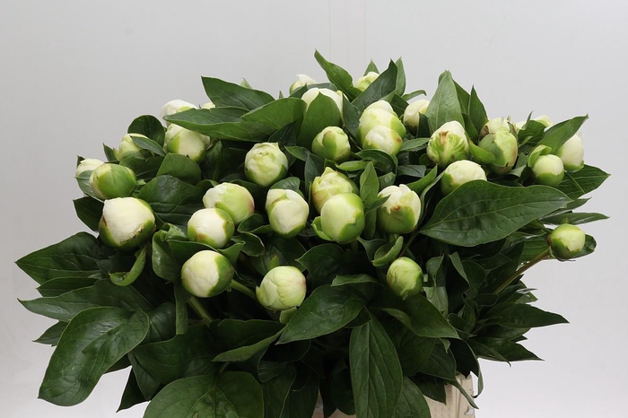 <h4>Paeonia Bridal Shower</h4>