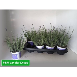 LAVAN ANGUSTIFOLIA