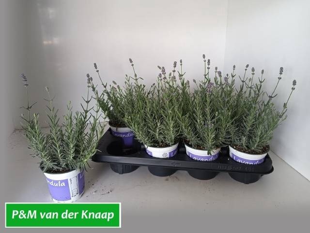 <h4>LAVAN ANGUSTIFOLIA</h4>