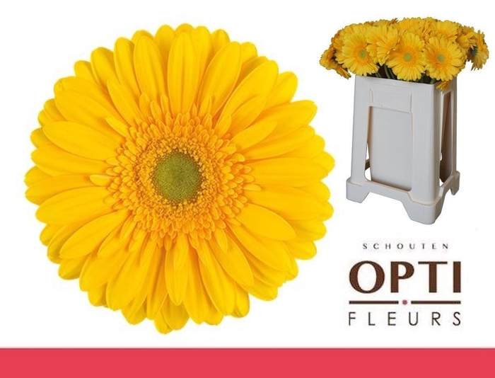 <h4>Gerbera Submarine Water / Hoes</h4>