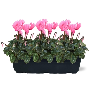 Cyclamen roze trio balkonbak 40cm