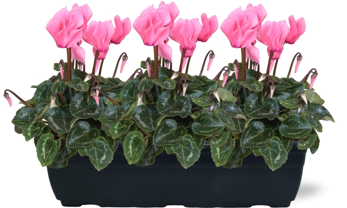 <h4>Cyclamen roze trio balkonbak 40cm</h4>
