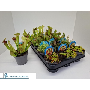 VLEESET PL GEM 6 SRT