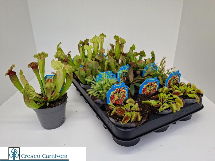 <h4>VLEESET PL GEM 6 SRT</h4>