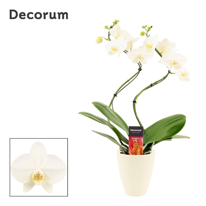 <h4>Phalaenopsis hurricane wit in Carly wit mat (Deco-collection)</h4>