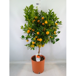 Citrus   ...