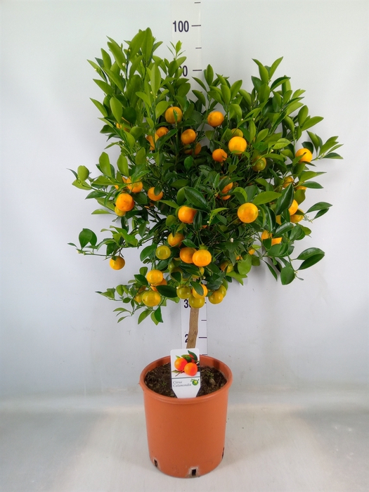 <h4>Citrus   ...</h4>