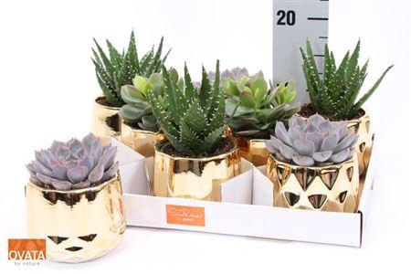 <h4>Succ Gem 4 Srt In Keramieke Deco Pot</h4>