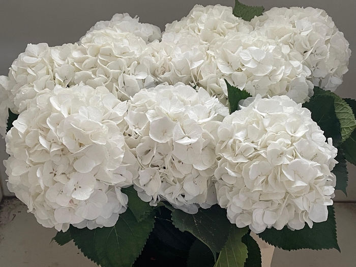 <h4>HYDR M CH WHI VERENA</h4>
