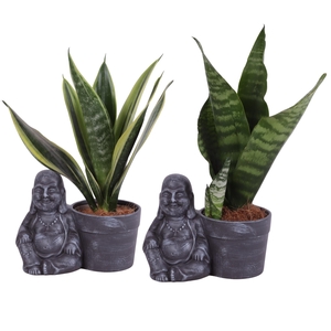 Sansevieria mix Ø09cm in Ceramic Sitting Buddha Ø19cm