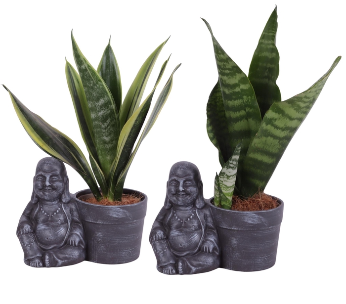 <h4>Sansevieria mix Ø09cm in Ceramic Sitting Buddha Ø19cm</h4>