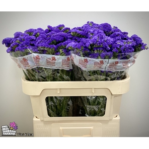 LIM S MARINA VIOLET