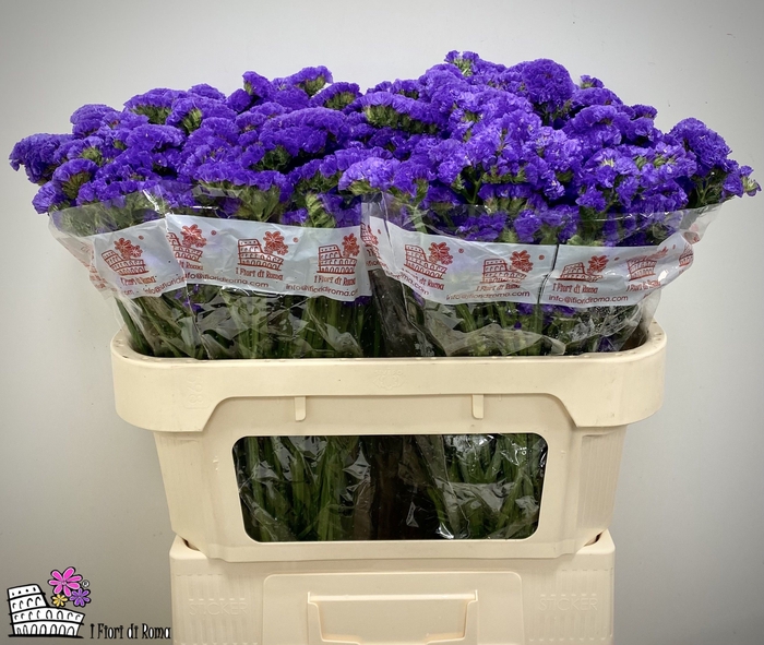 <h4>LIM S MARINA VIOLET</h4>