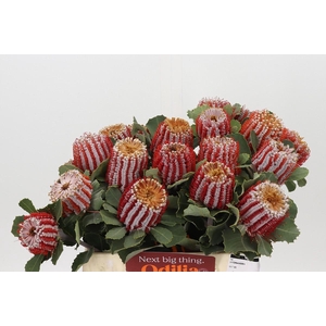 Banksia Coccinea