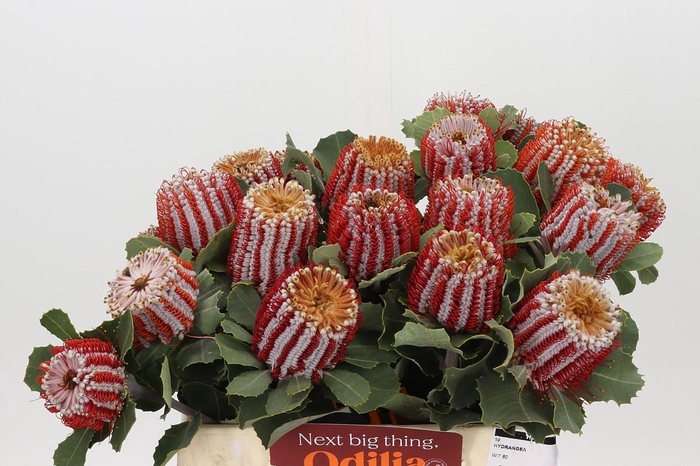 <h4>Banksia Coccinea</h4>