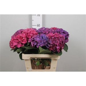 Hydr Ov Roze Paars