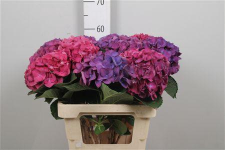 <h4>Hydr Ov Roze Paars</h4>