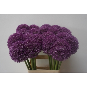 Allium Pinball Wizar