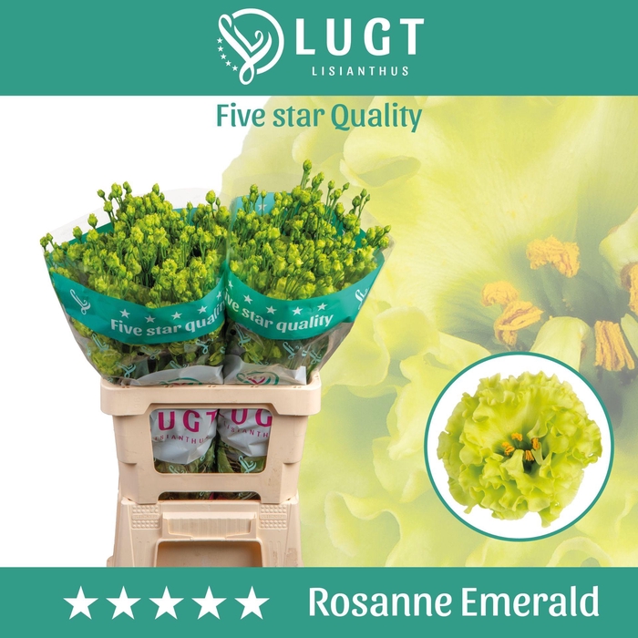 <h4>Lisianthus Rosanne Emerald 996</h4>