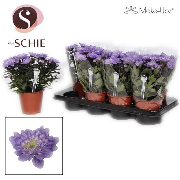 <h4>Chrysanne Grandezza Make-Upz® Purple</h4>