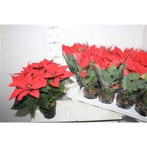 Euphor P Sup New Gli 6 Bloemen+