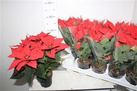 <h4>Euphor P Sup New Gli 6 Bloemen+</h4>