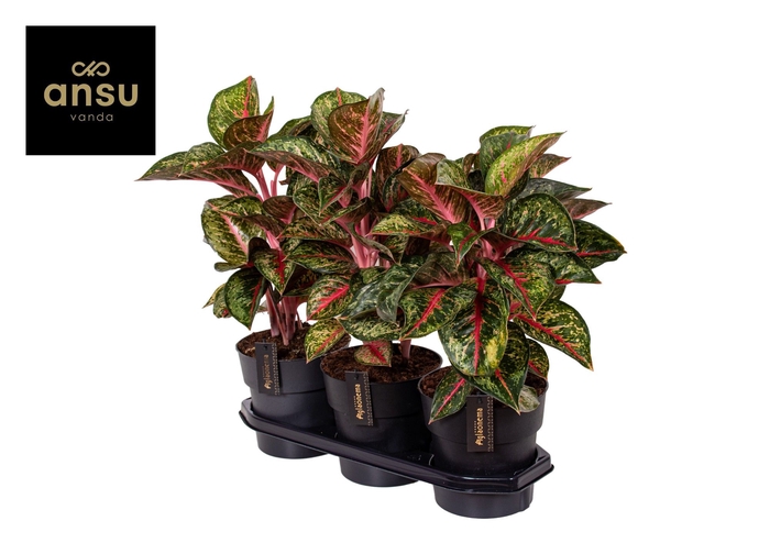 <h4>Aglaonema Paradise Red</h4>