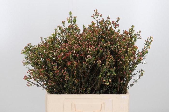 <h4>Chame Adi Bes</h4>